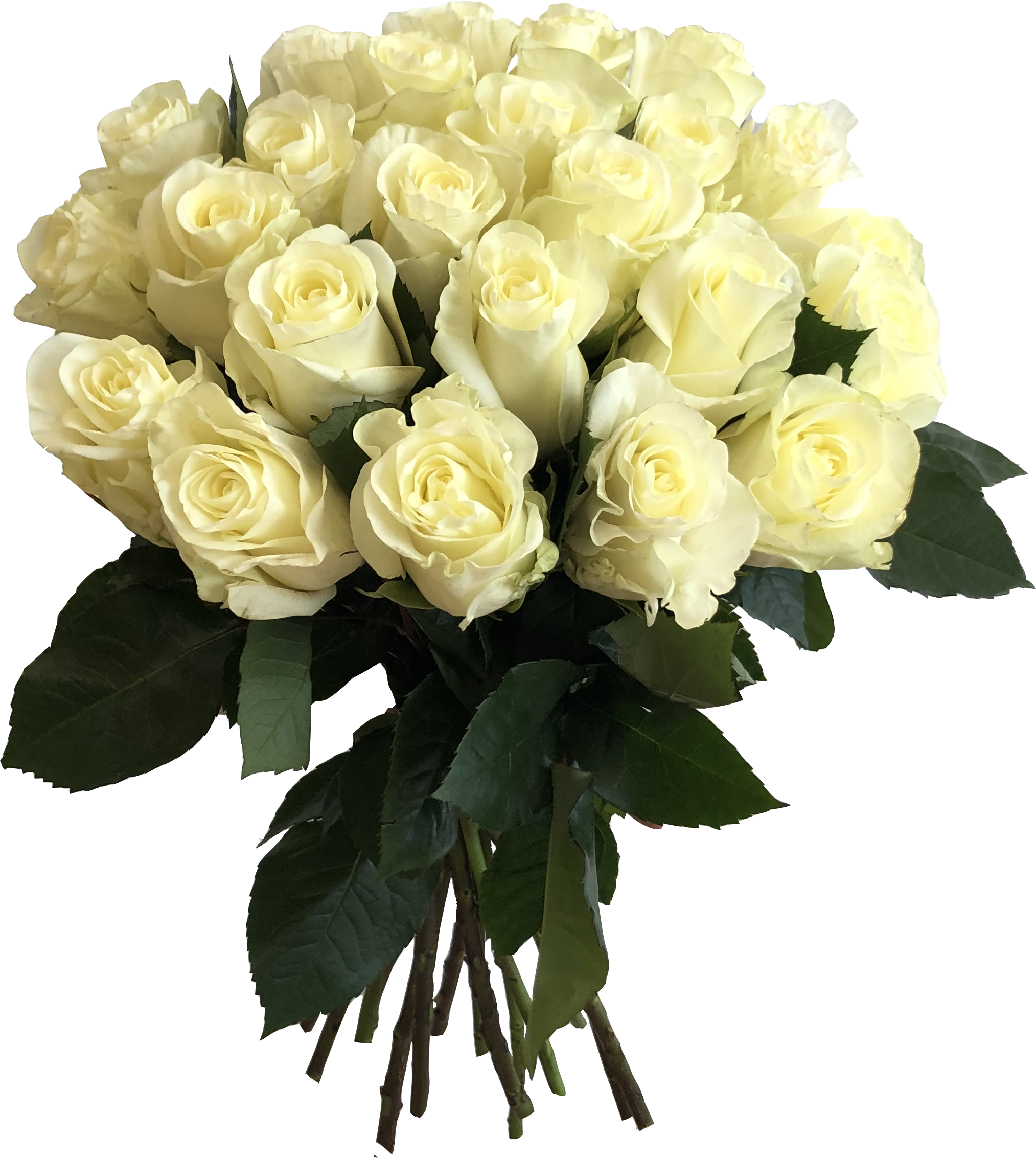 Букет из 25 Эквадорских роз в ассортименте 40-50см