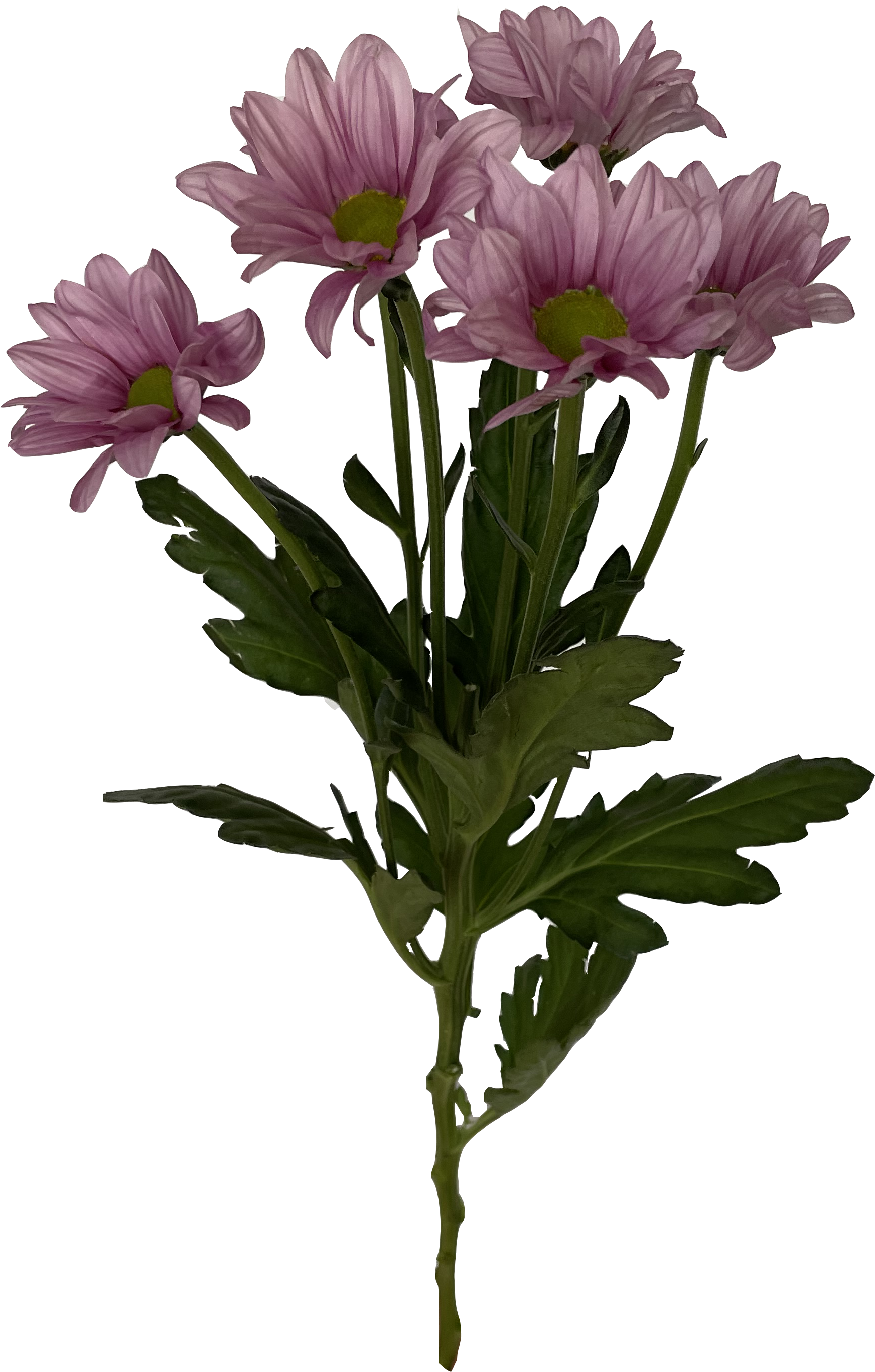 Хризантема кустовая Мемфис розовая - купить в Челябинске