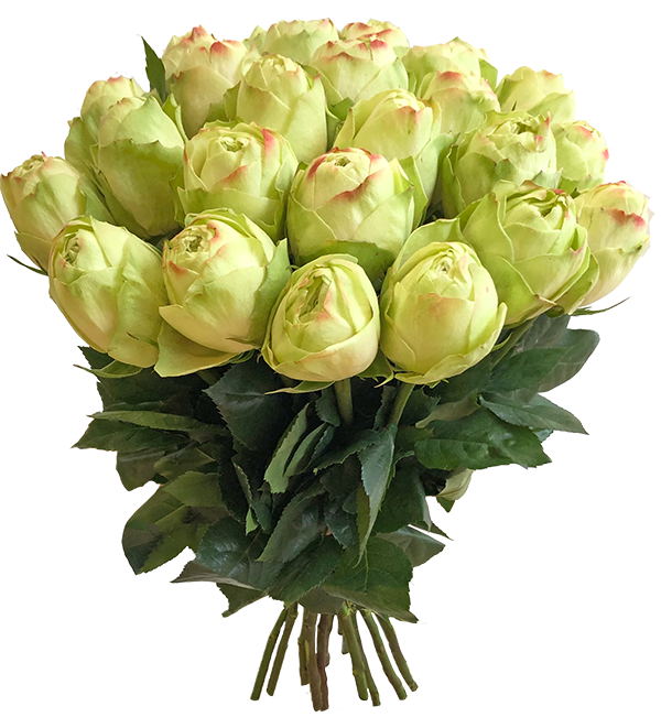 Пионовидная роза Эквадор KHELA 40см