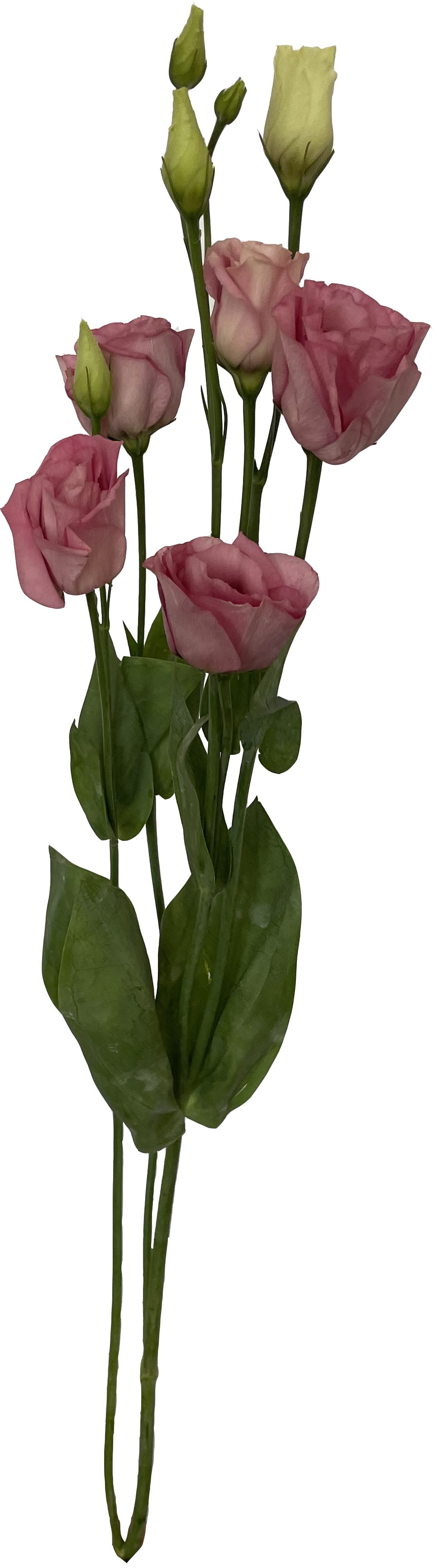 Эустома (Лизиатус) Розовая
