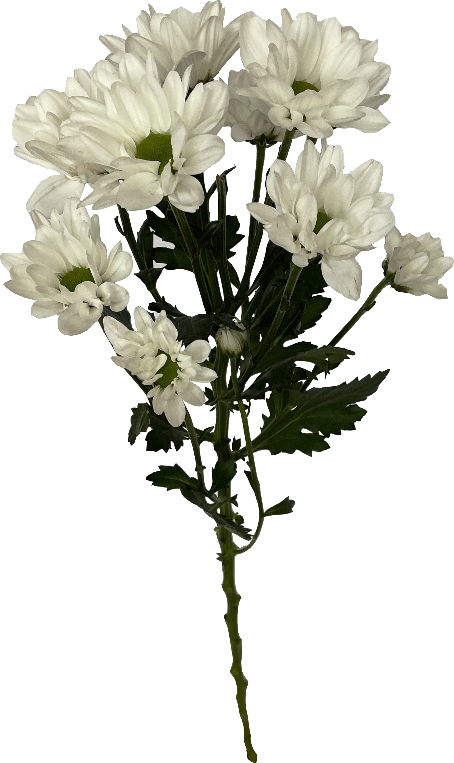 Хризантема кустовая Бакарди белая