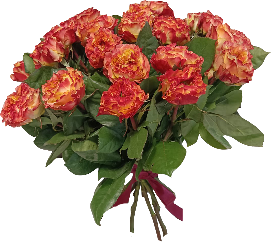 Пионовидная роза Эквадор  CABANA 40см