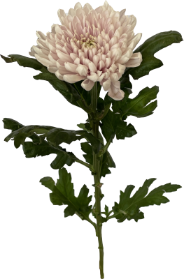 Хризантема Росано розовая