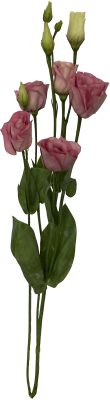 Эустома (Лизиатус) Розовая