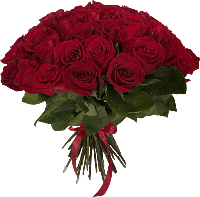 Букет из 51 Бордовой Эквадорской розы 40- 50см