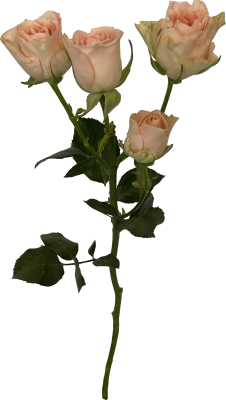 Кустовая роза кремовая