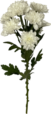 Хризантема кустовая Зембла белая