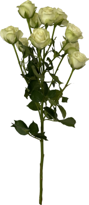 Кустовая роза белая