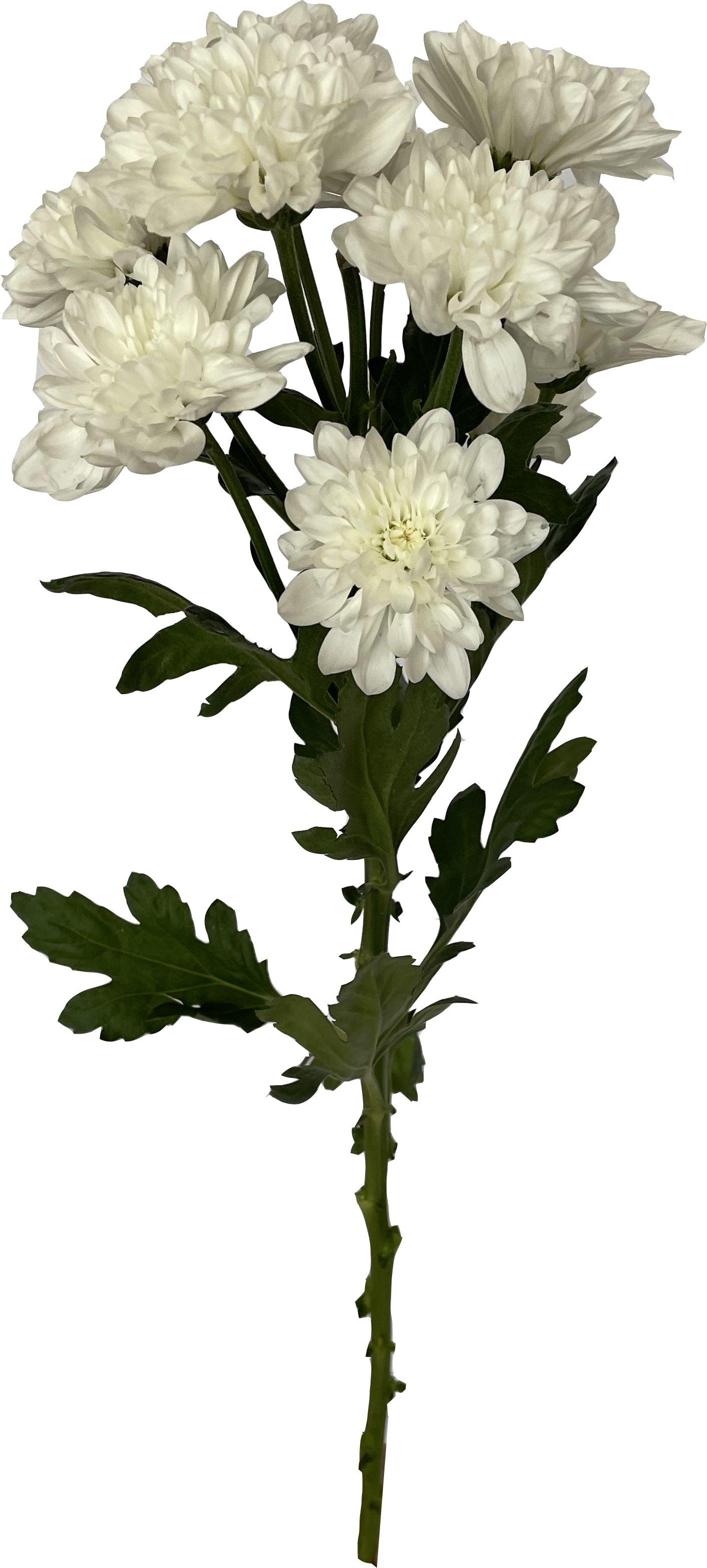 Хризантема кустовая Зембла белая